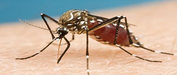 Lessons learned from the successful fight to contain Ebola can be applied to the fight against the Zika virus. Shown here is a common American mosquito that can carry the Zika virus. Photo credit: Day Donaldson, Flickr, Creative Commons.